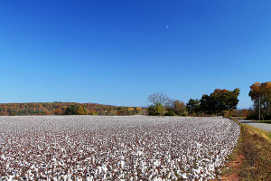cotton fields of south carolina
